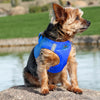 image of dog wearing harness
