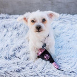 BRUT Rose' Chompagne - Plush Dog Toy