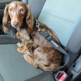 image of dog wearing seatbelt strap
