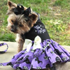 Too Cute to Spook Dog Harness Dress for Halloween